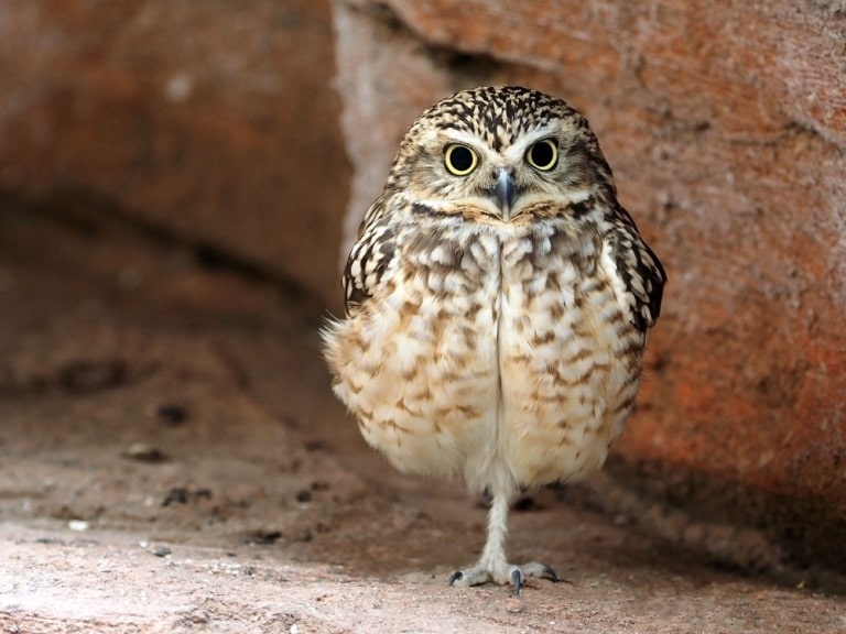 the burrowing owl