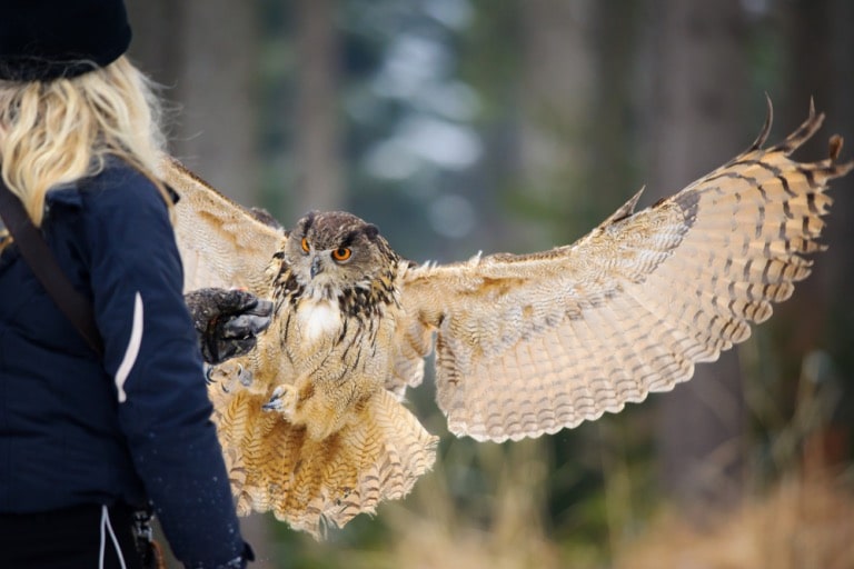 the eurasian eagle owl