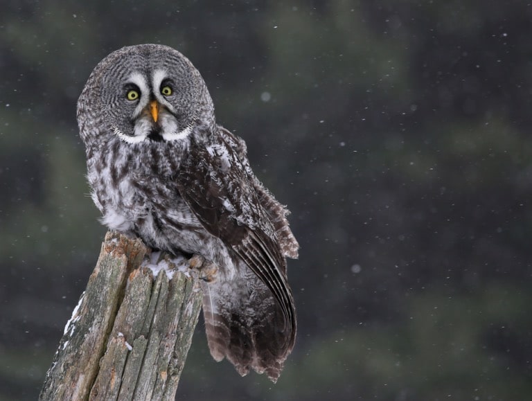 the great gray owl
