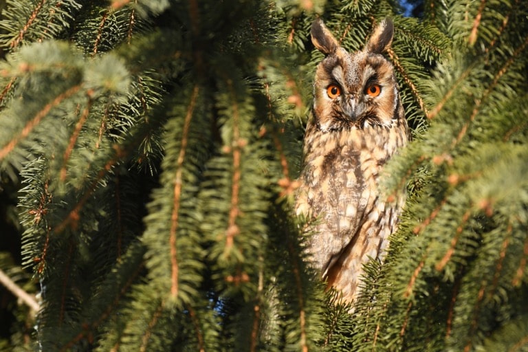 the long eared owl