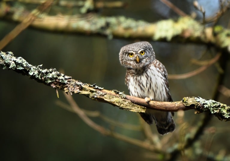 the northern pygmy owl