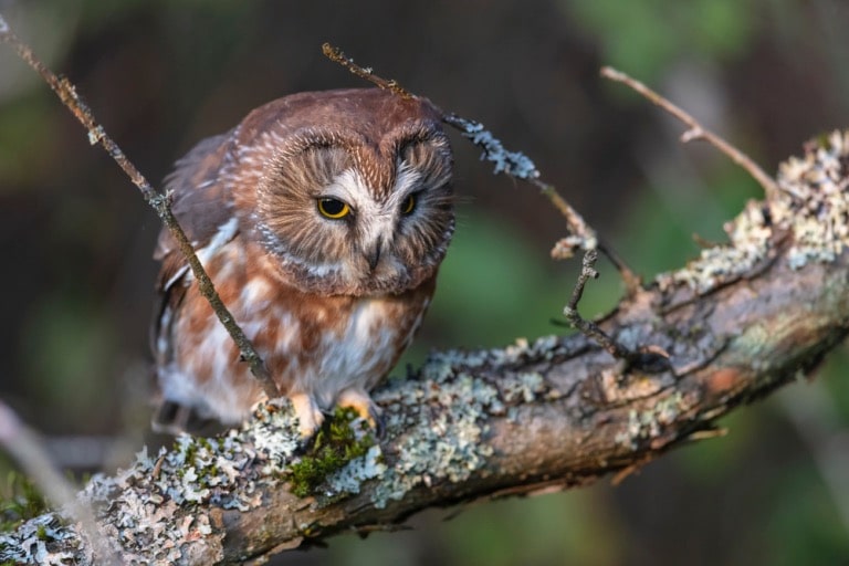 the northern saw whet owl-min